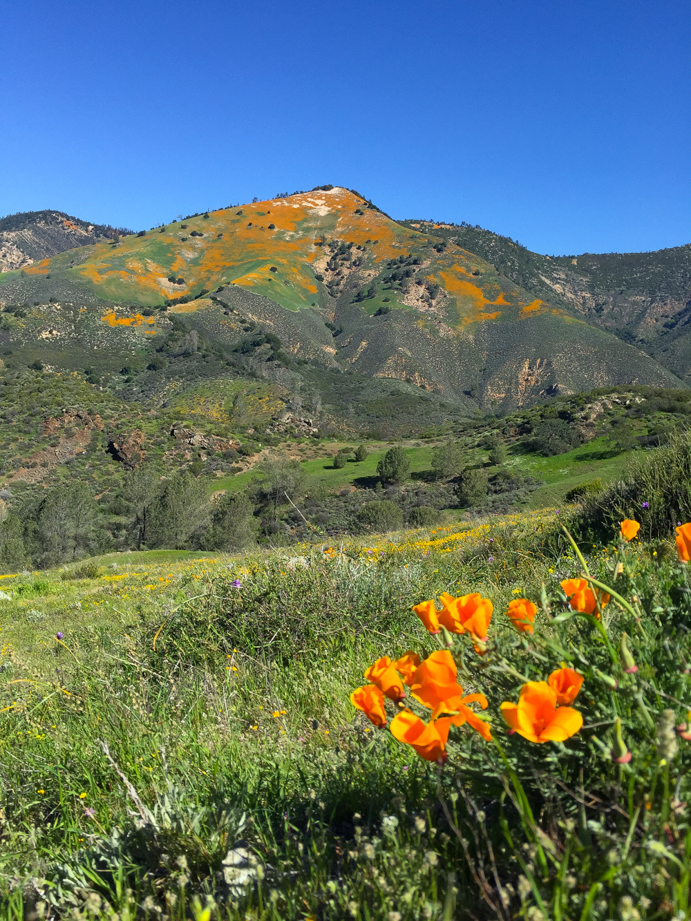 Figueroa Mountain