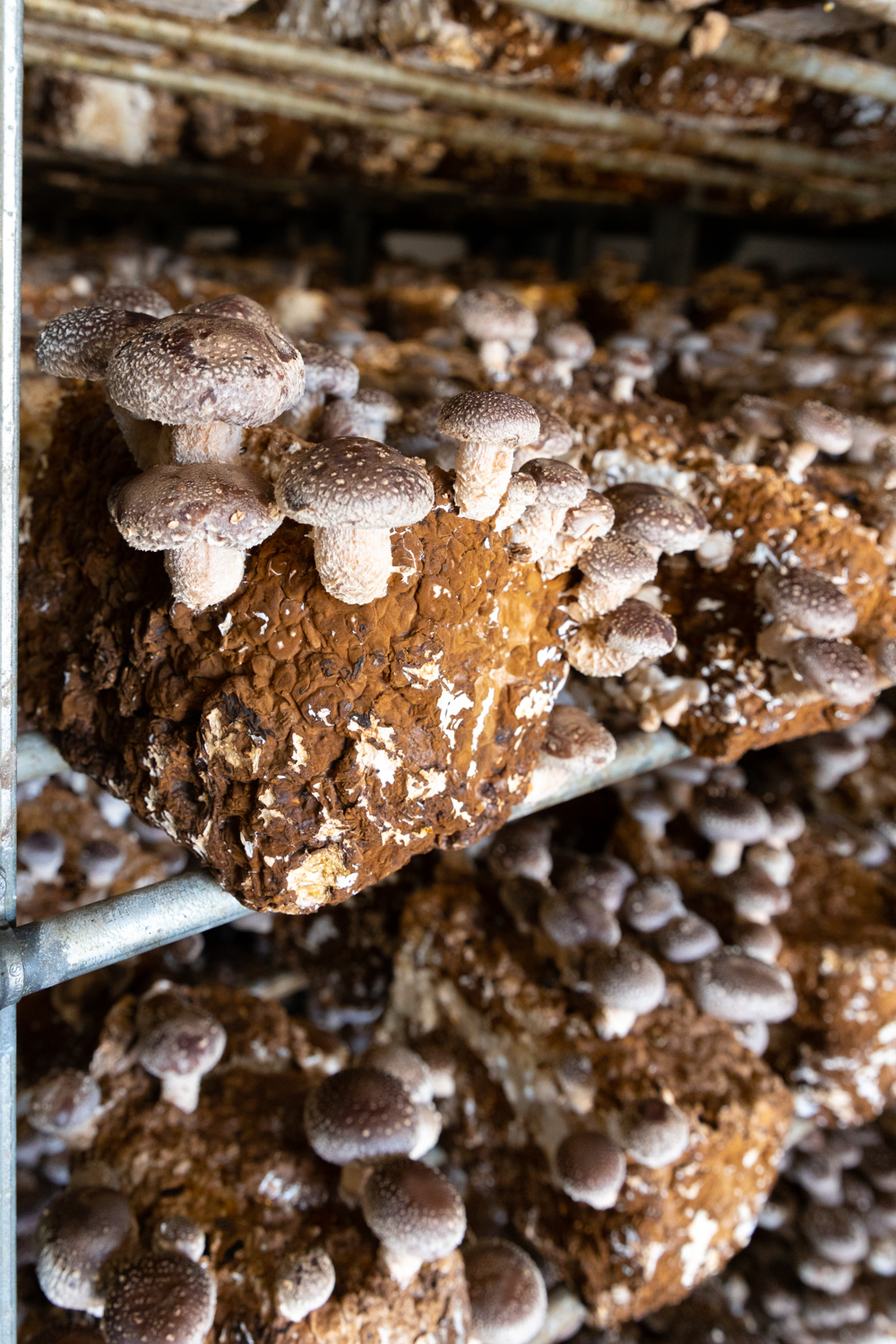 Mushrooms growing